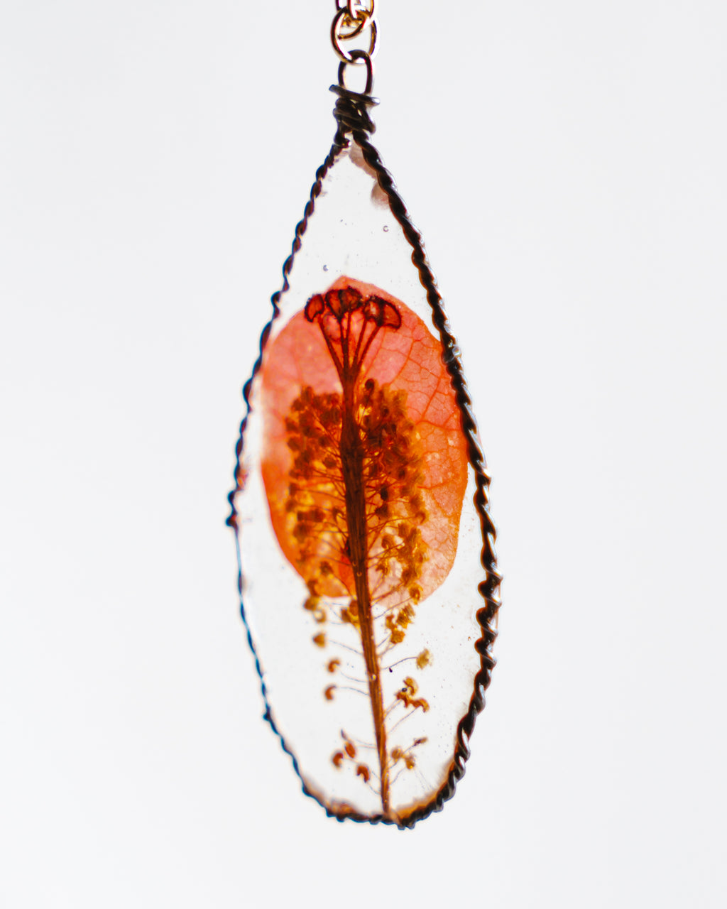 Påfugl i soloppgang