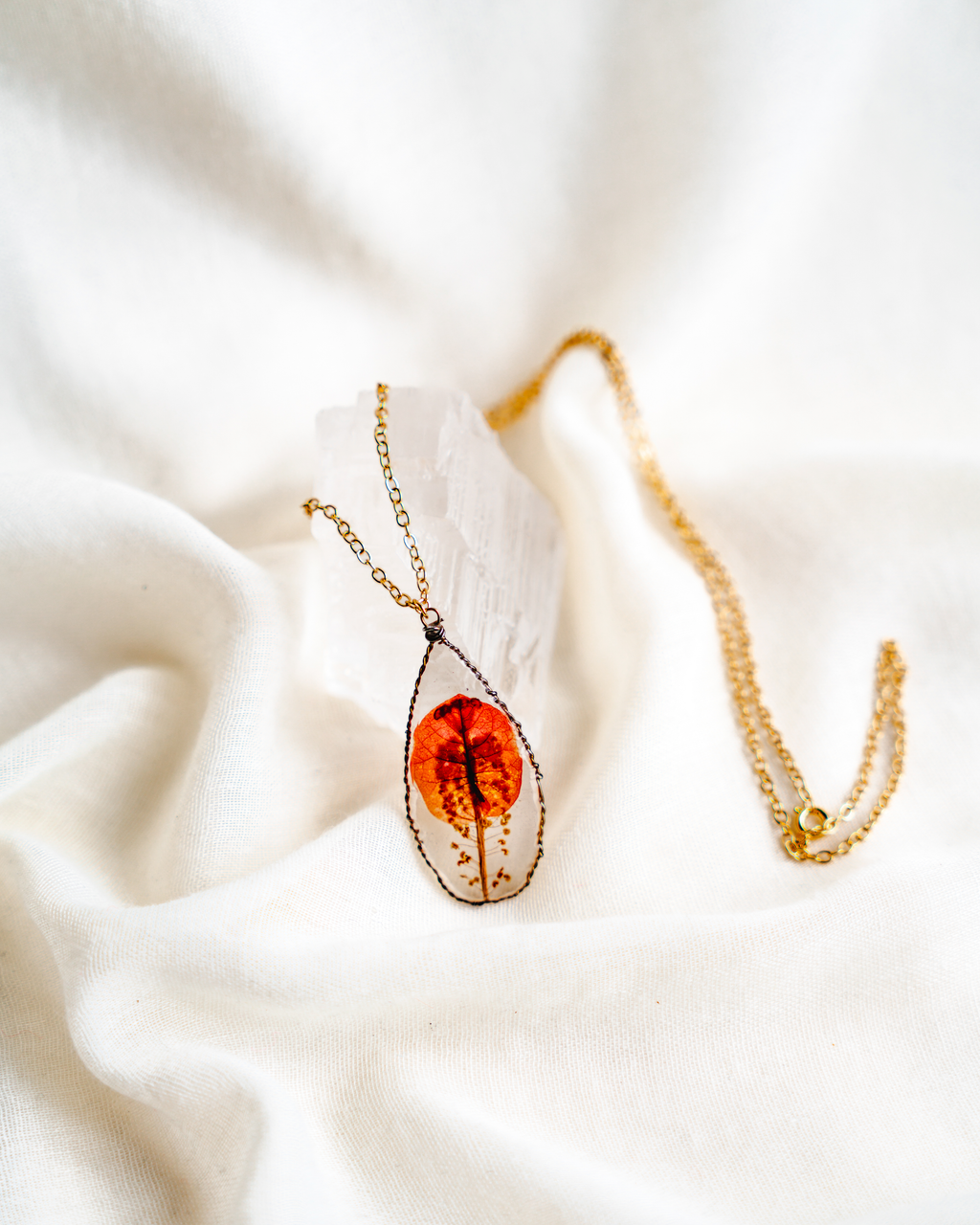 Påfugl i soloppgang